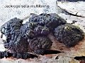 Jackrogersella multiformis-amf991